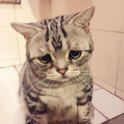 gato triste